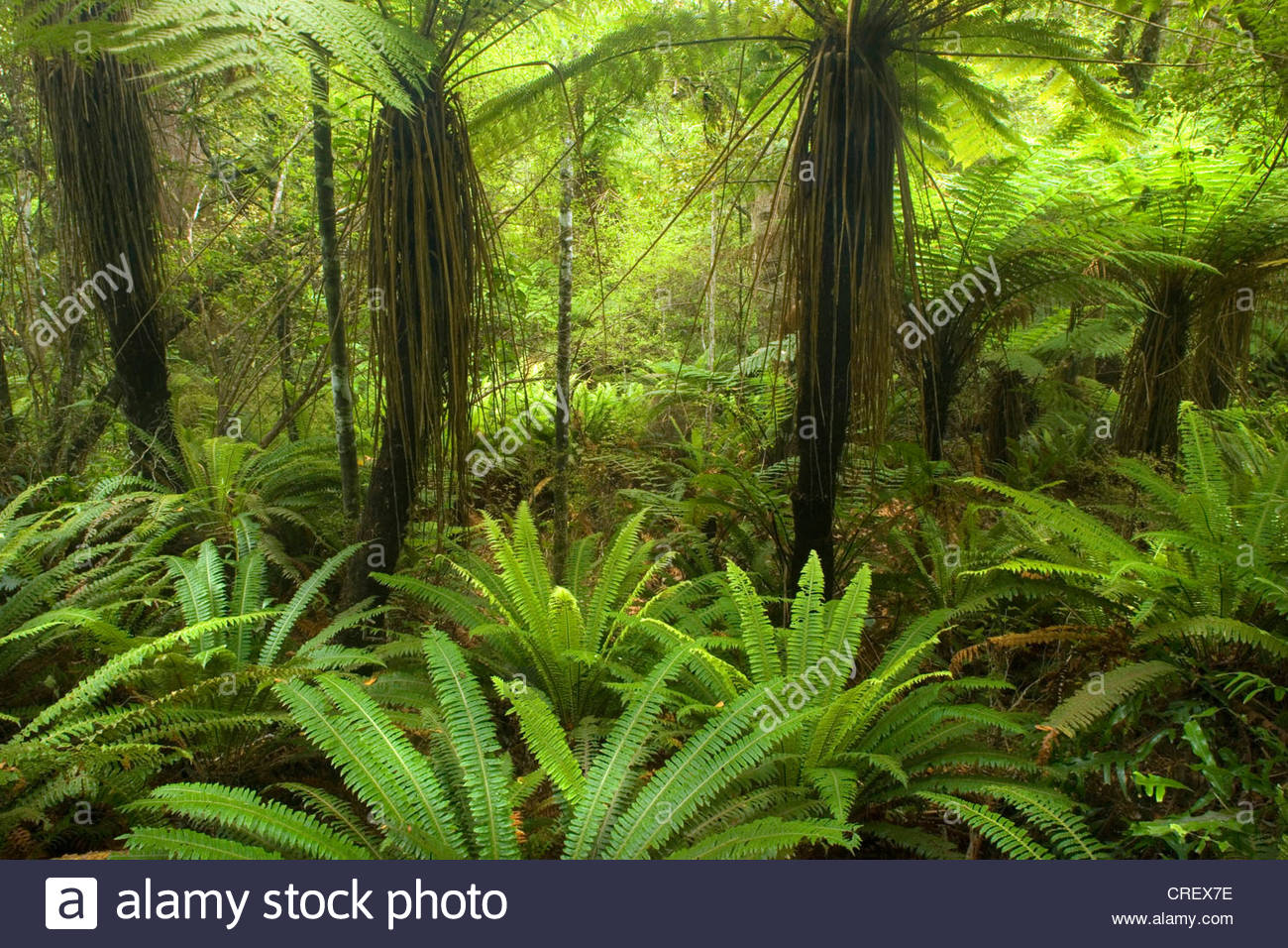 pristine-rainforest-with-many-tree-fern-and-lush-moss-and-lichen-covered-CREX7E.jpg