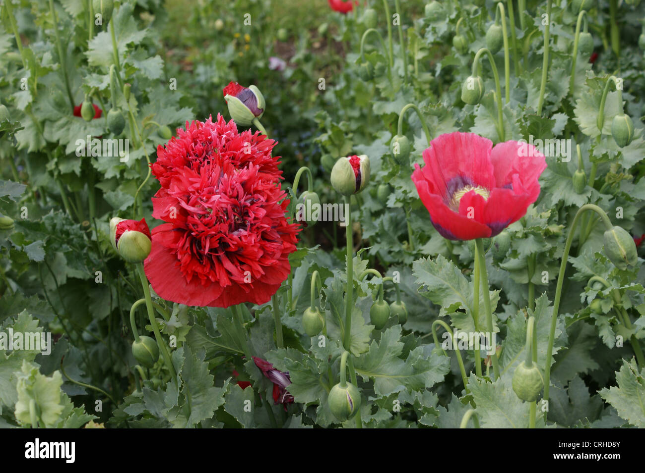 Different types of poppies in bloom and bud taken in a garden at Stock