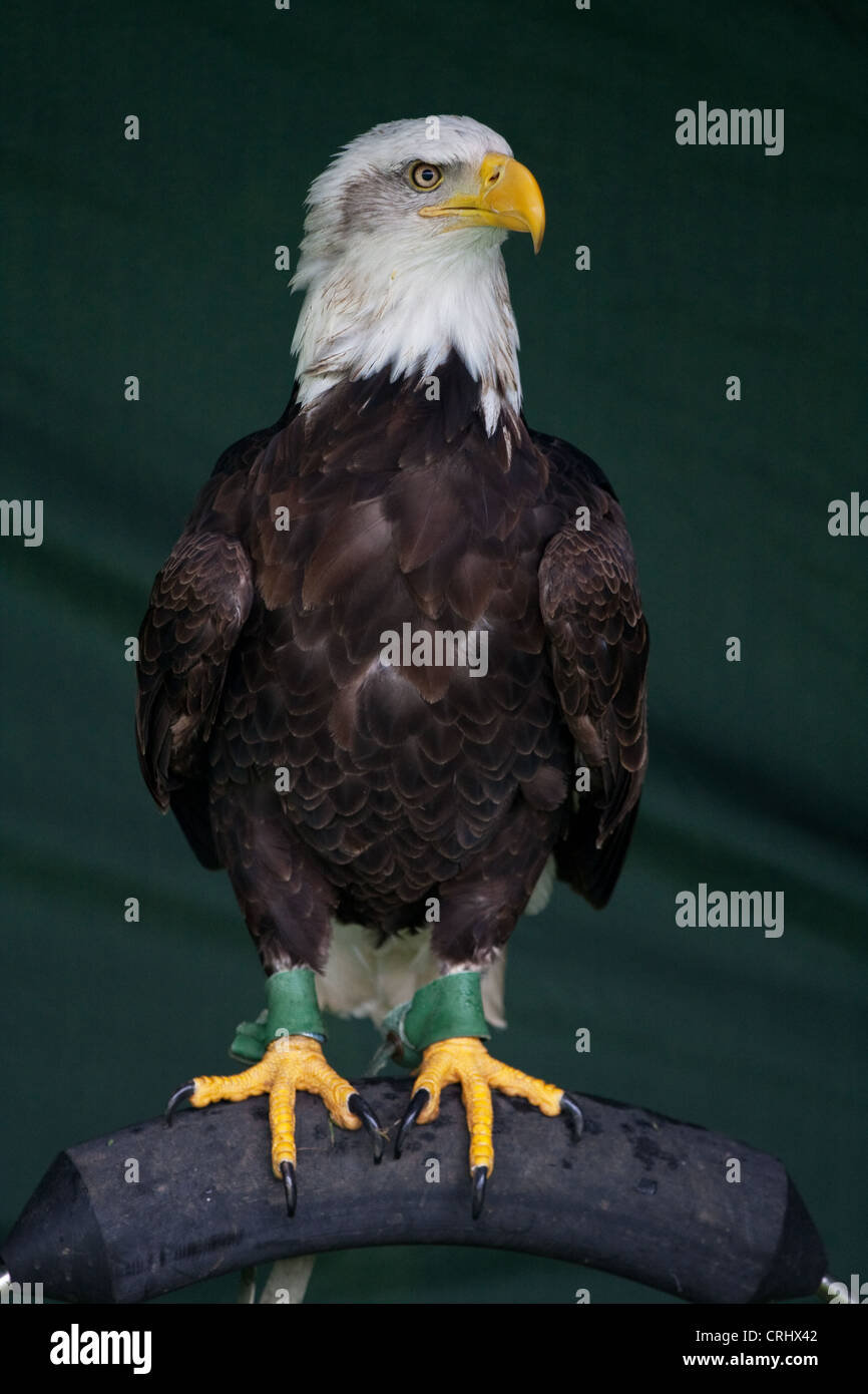 American Bald Eagle Stock Photo Alamy