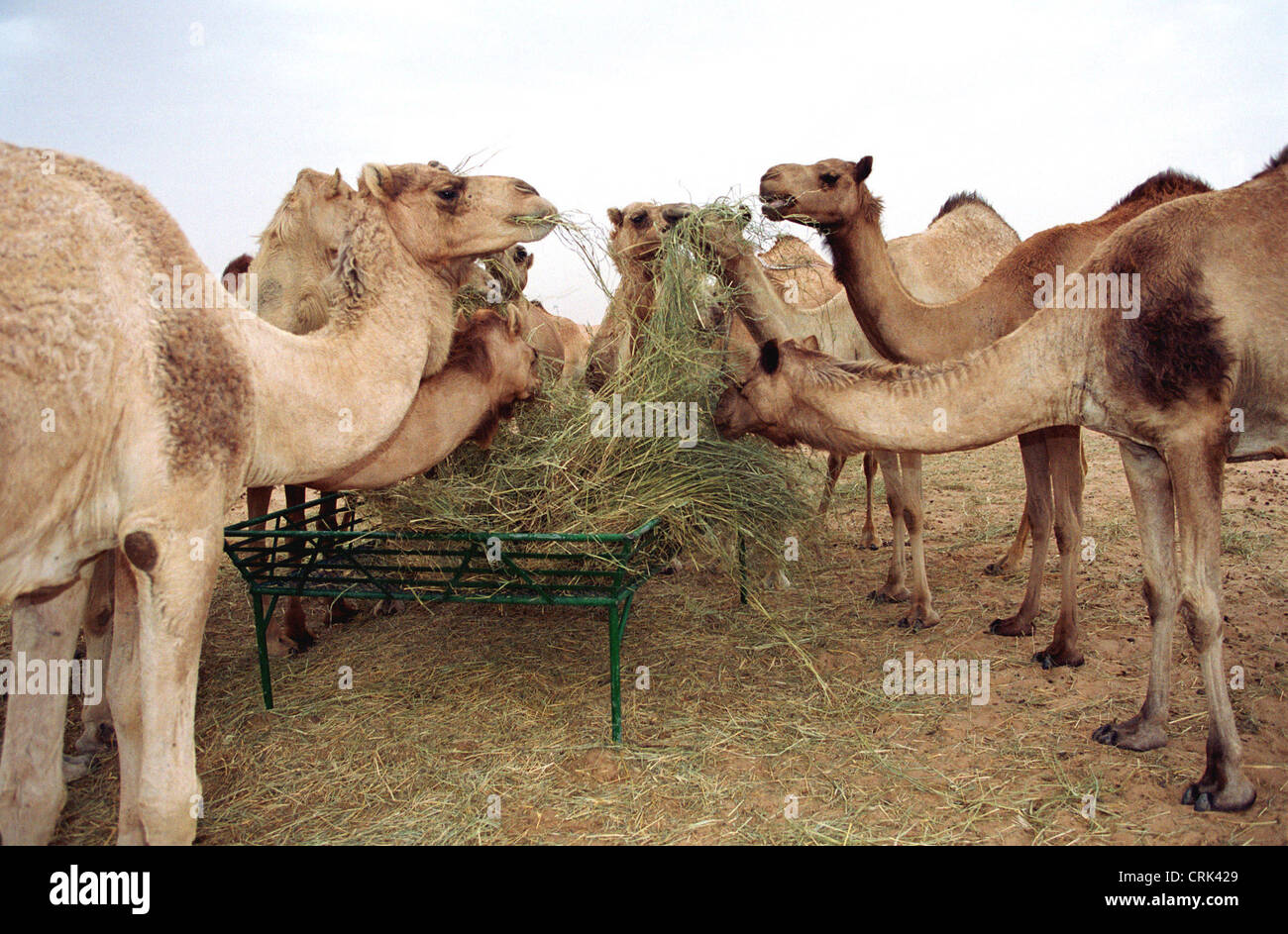 What do camels eat?