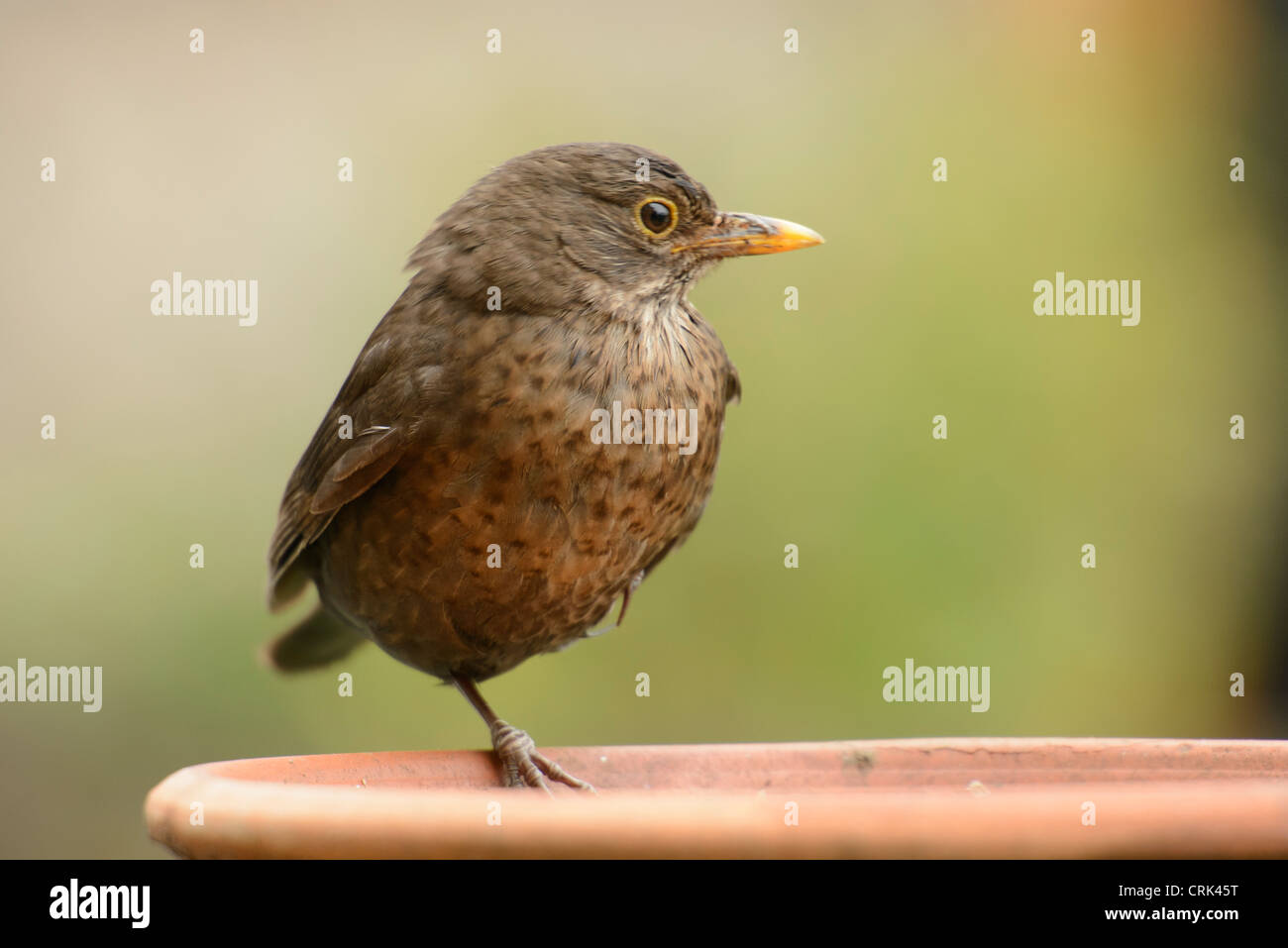 young song thrush Stock Photo, Royalty Free Image: 48978212 - Alamy