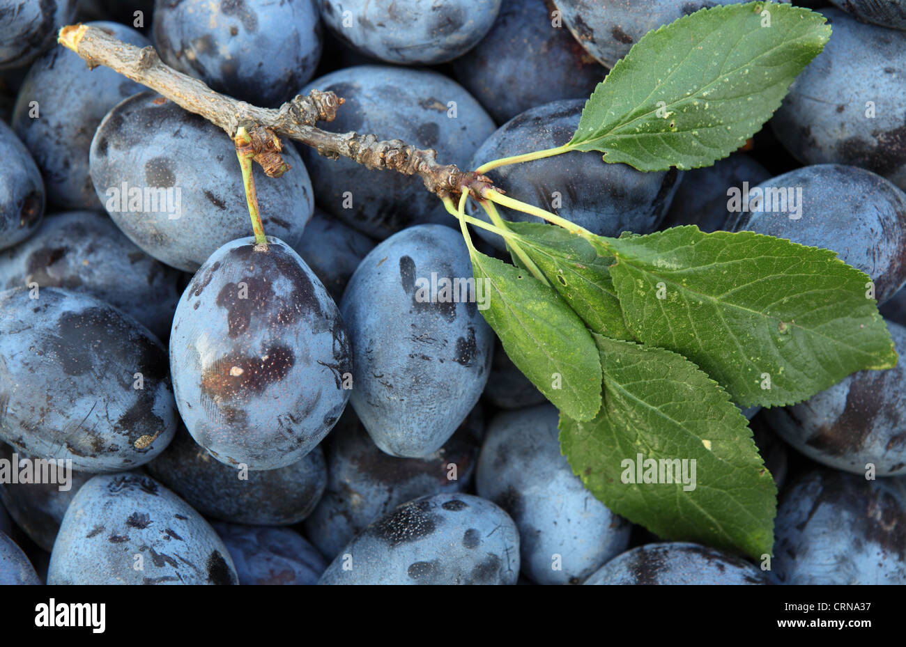 Plums Stock Photo, Royalty Free Image 49026747 Alamy