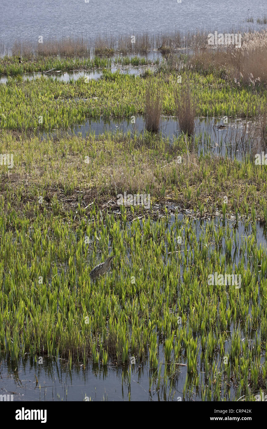 Great Bittern Wading Through Reeds At Rspb Minsmere Suffolk Stock