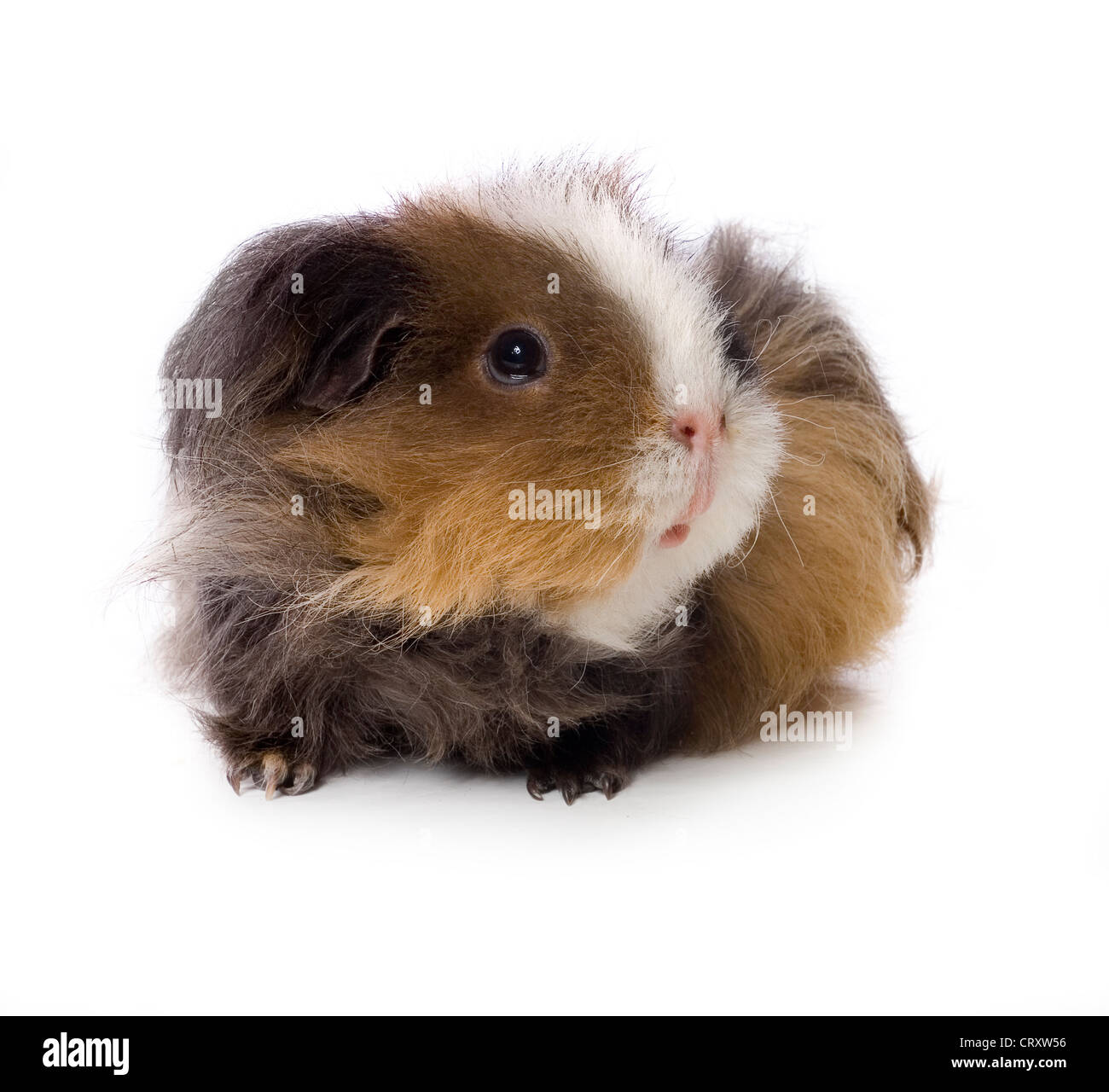 Long Haired Guinea Pig On White Background Stock Photo 49148322