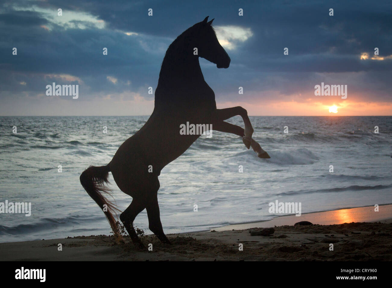Arabian Horse Stallion Tyfoon rearing tropical beach at sunset Stock
