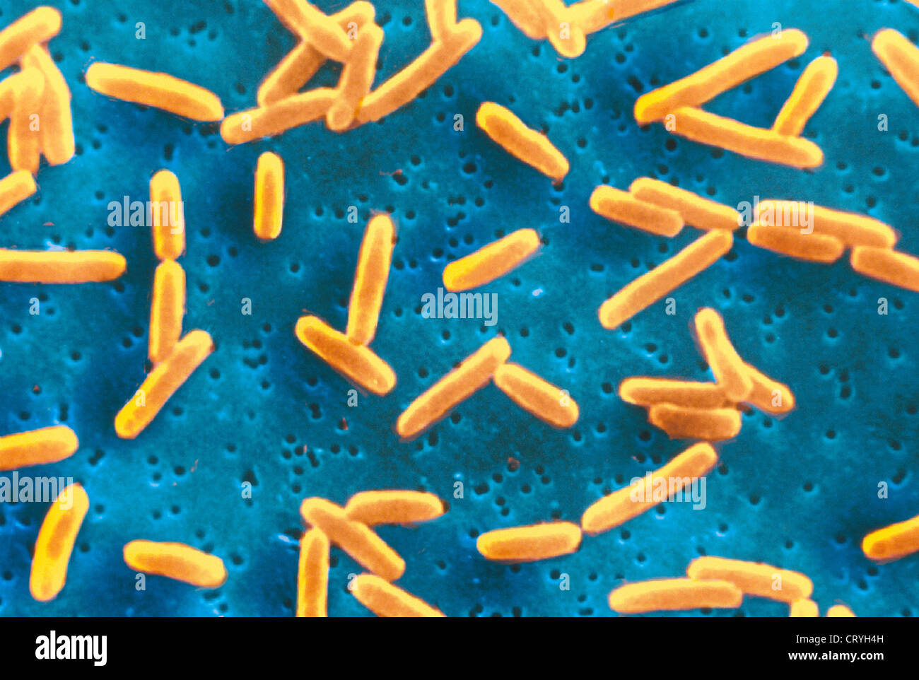 PROTEUS Stock Photo, Royalty Free Image 49163985 Alamy