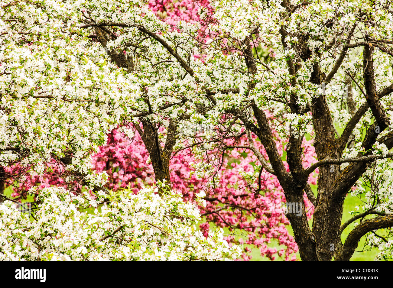 u of mn cherry trees apple trees in bloom at the of minnesota landscape stock photo royalty free image u of mn cherry trees apple trees in bloom at the of minnesota landscape stock photo royalty free image