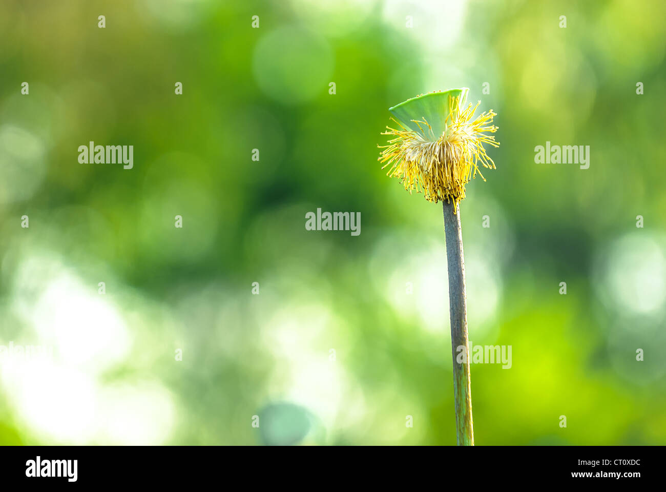 Pink Lotus Blossoms Or Water Lily Flowers Blooming On Pond Stock Photo