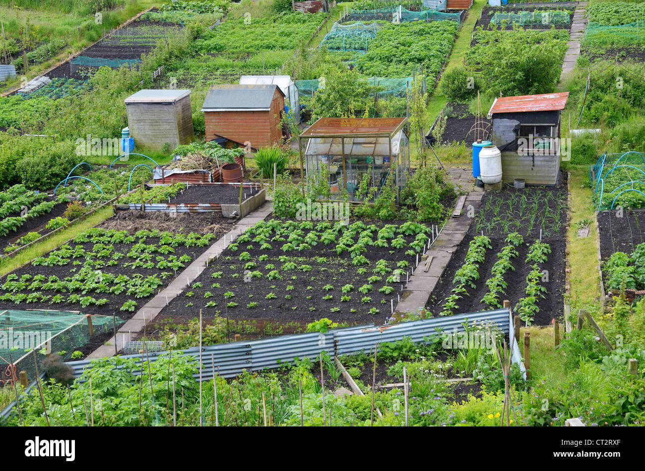 Well Tended Allotments, With Sheds And Greenhouses, Berwick On Tweed