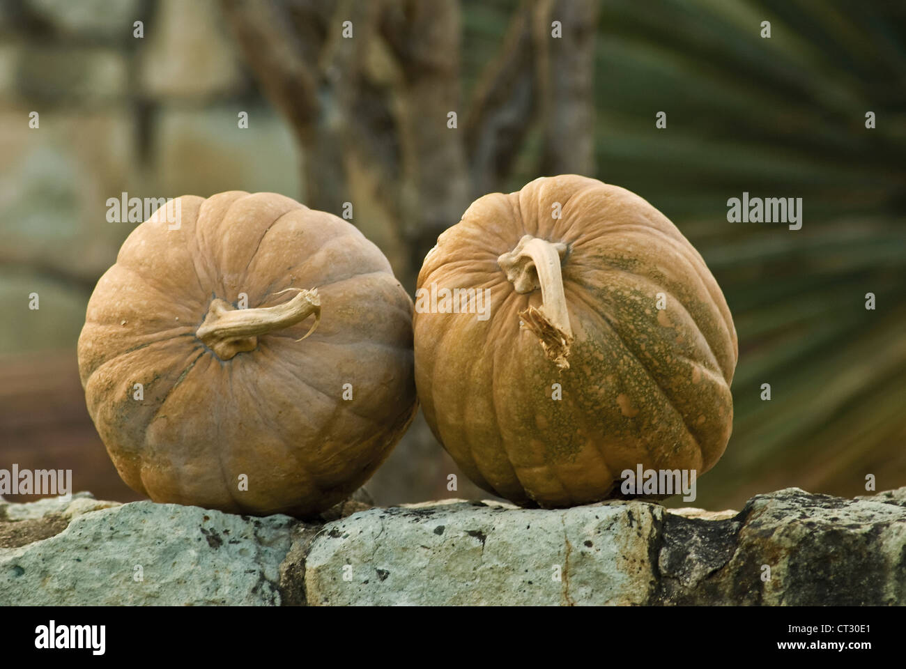 Cucurbita pepo, Squash Stock Photo, Royalty Free Image: 49238729 - Alamy