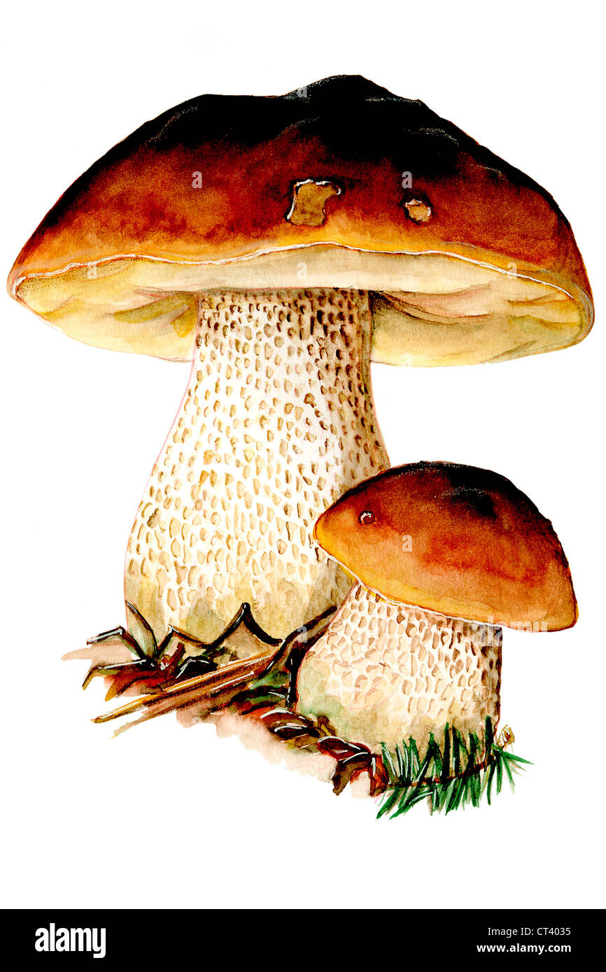 PORCINI MUSHROOM Stock Photo, Royalty Free Image 49260377 Alamy