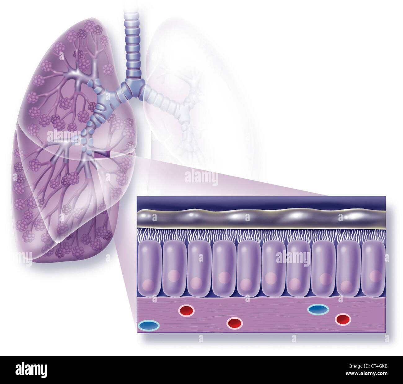 Bronchial Mucous Membrane Cut Out Stock Images Pictures Alamy