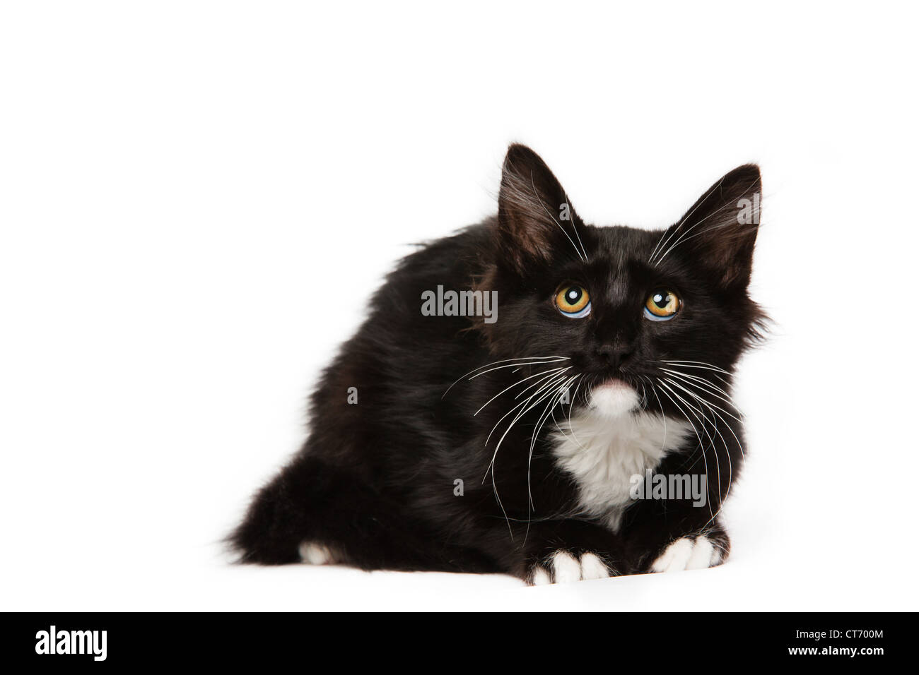 Black-Domestic-Medium-Hair-Kitten-CT700M
