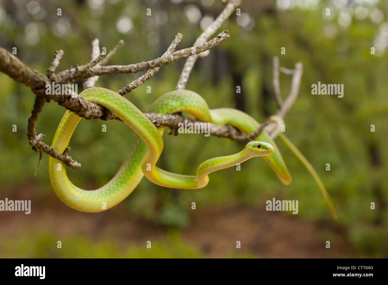 Rough green snake in a tree branch Opheodrys aestivus Stock Photo