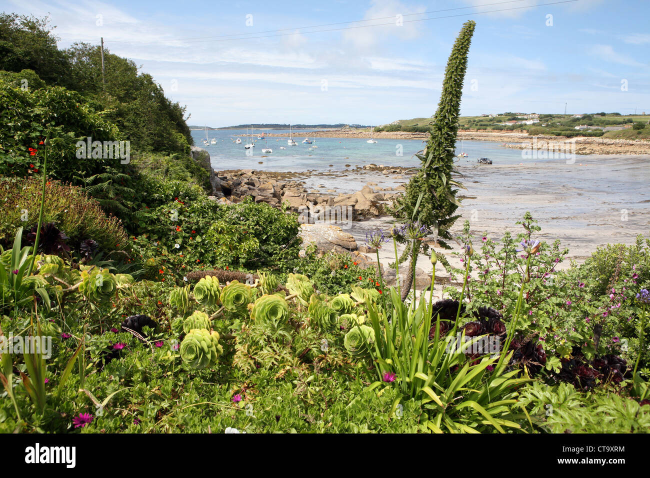 Flowers and plants on the Scilly Isles Isles of Scilly Cornwall Stock Photo, Royalty Free Image