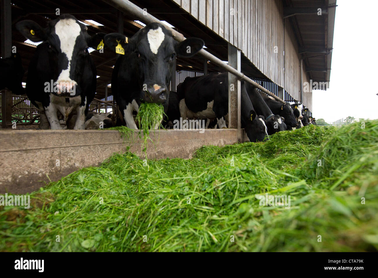 Dairy cows eating silage Stock Photo, Royalty Free Image 49397759 Alamy