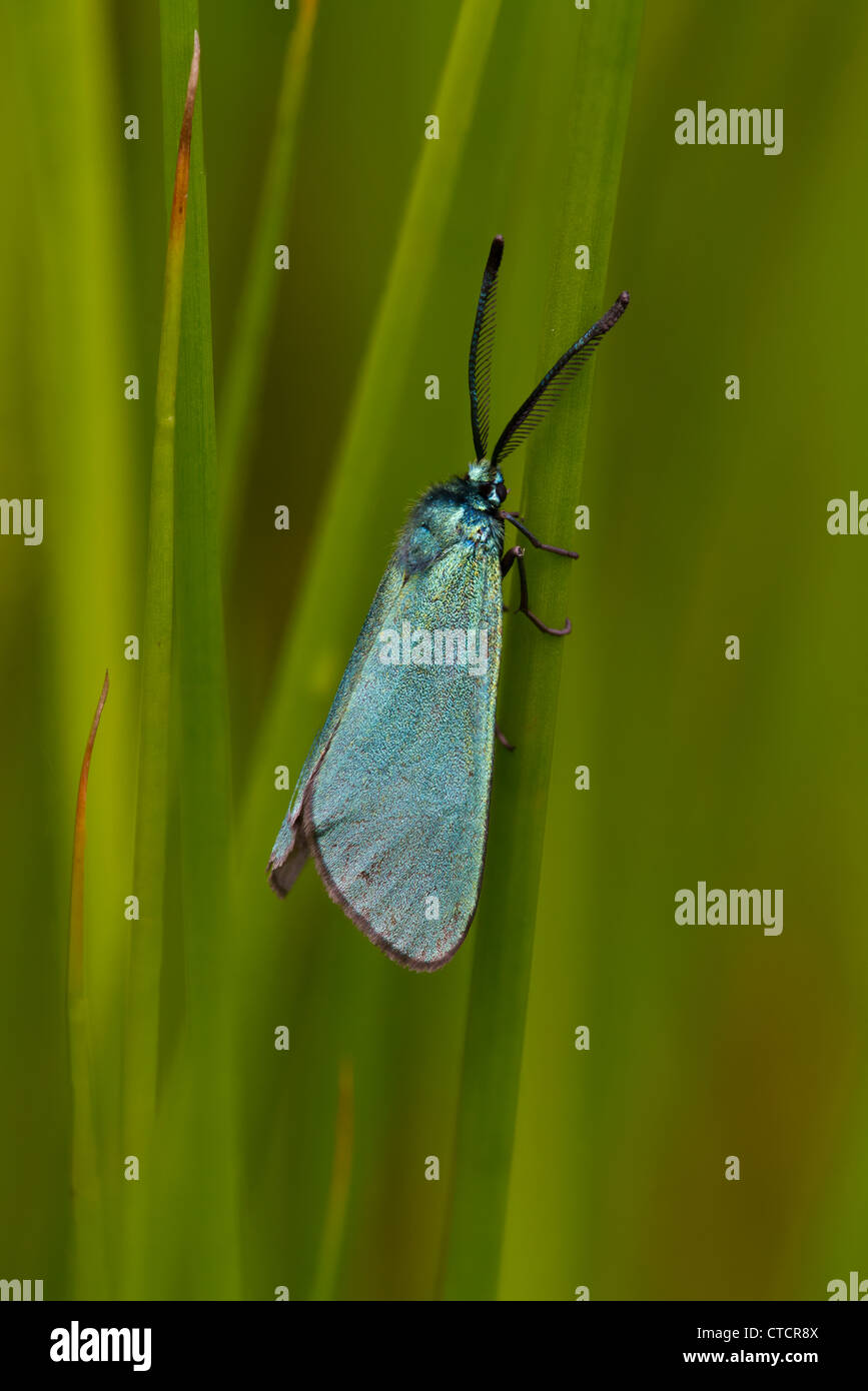 Forester Moth Adscita Statices Stock Photo Alamy