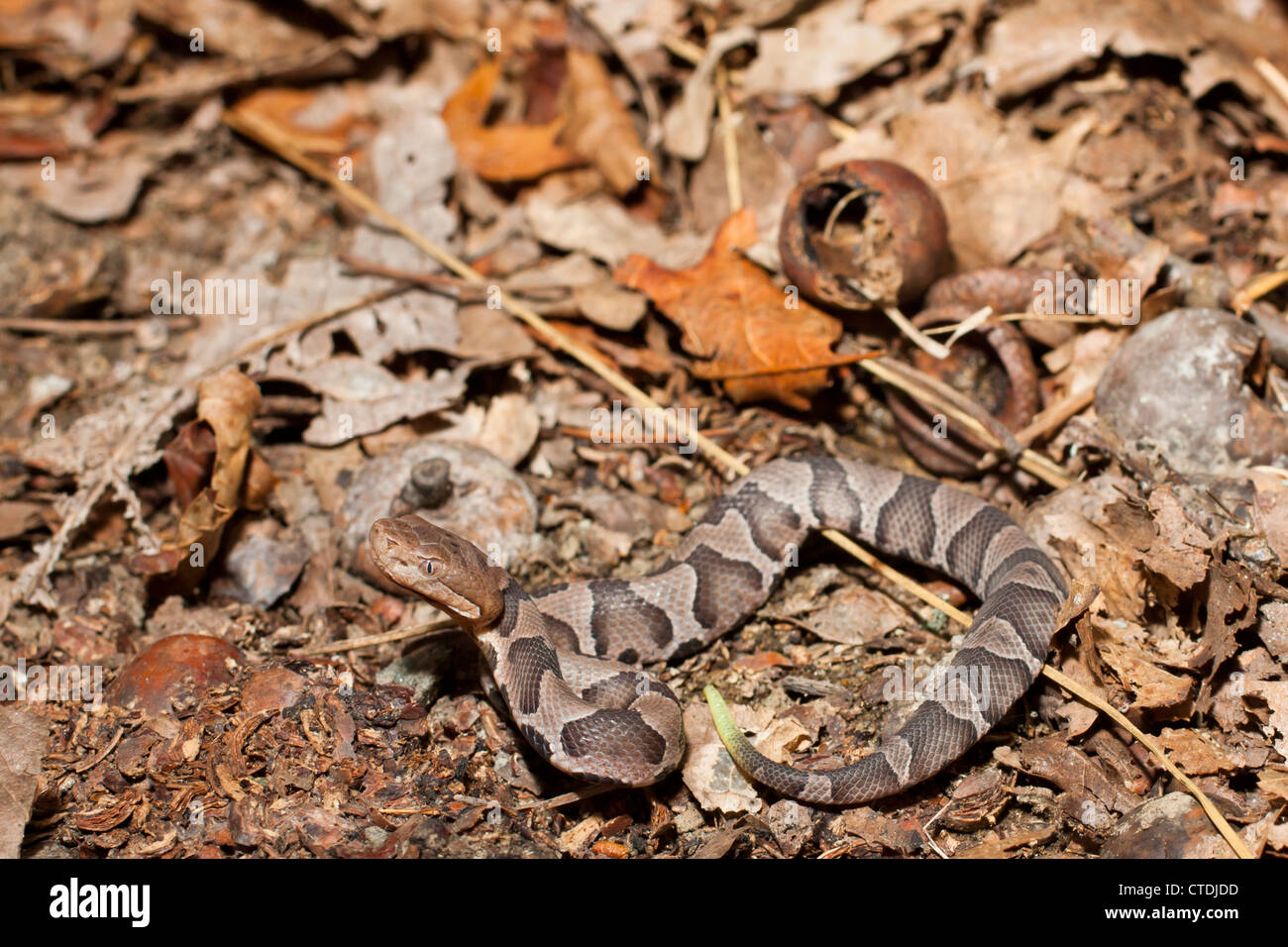 Neonate northern copperhead snake Agkistrodon contortrix mokasen