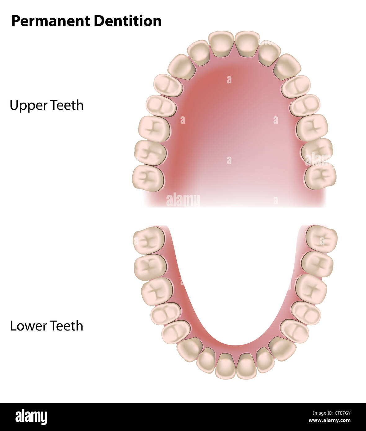 Permanent teeth, adult dentition Stock Photo, Royalty Free Image
