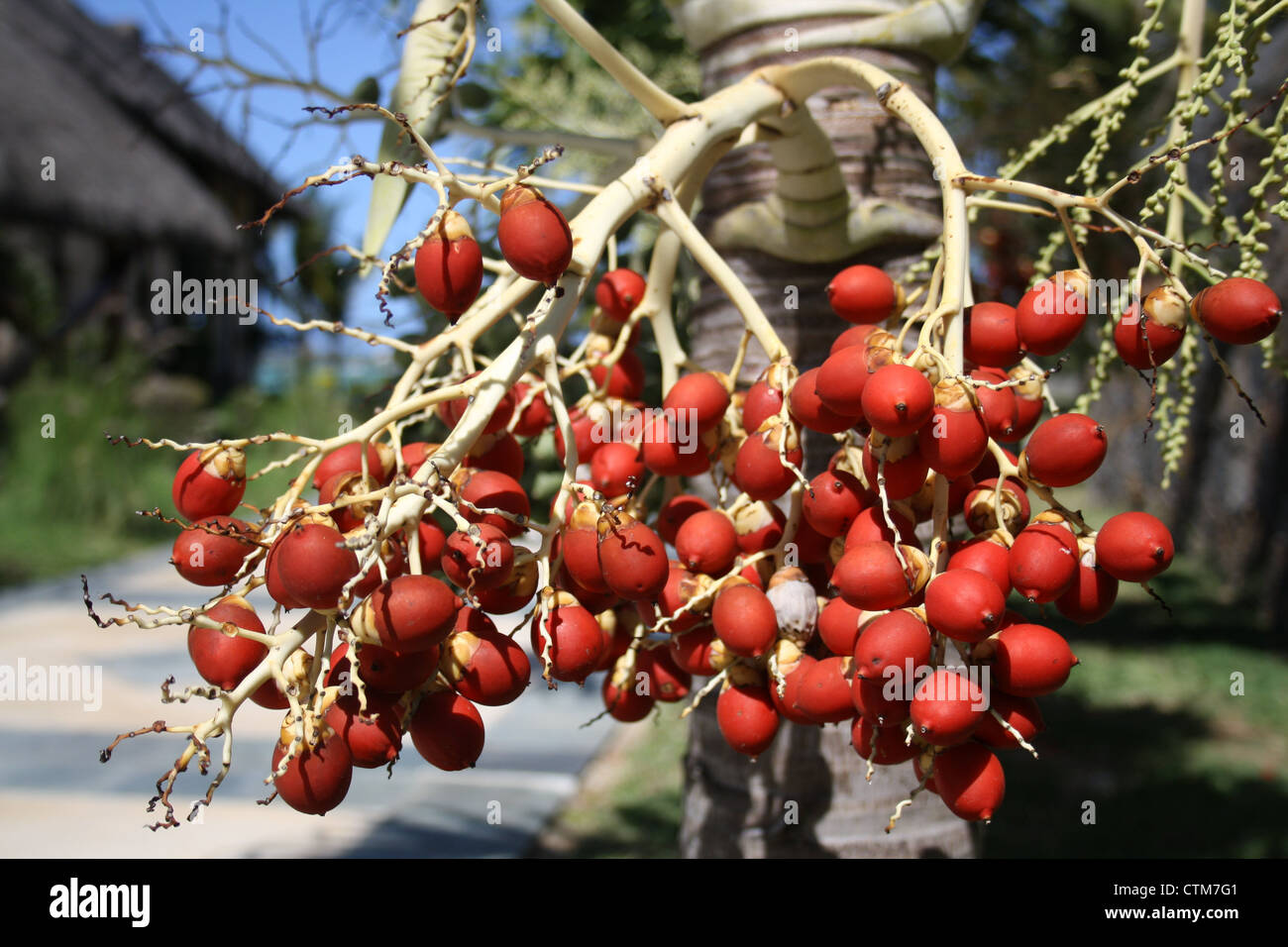 Local fruit in Mauritius Stock Photo, Royalty Free Image 49617457 Alamy