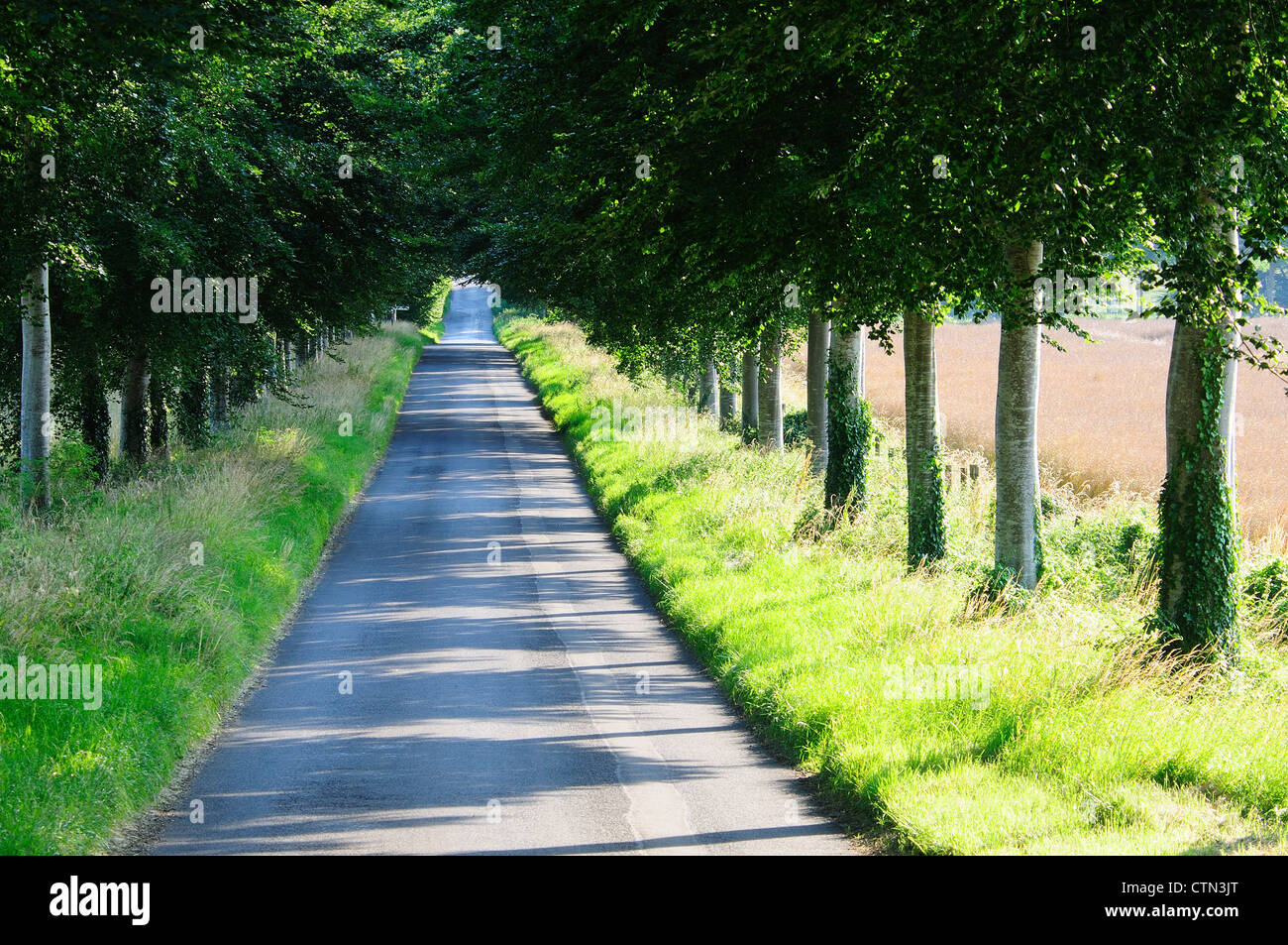 The beech avenue at Moor Crichel Dorset UK Stock Photo, Royalty Free