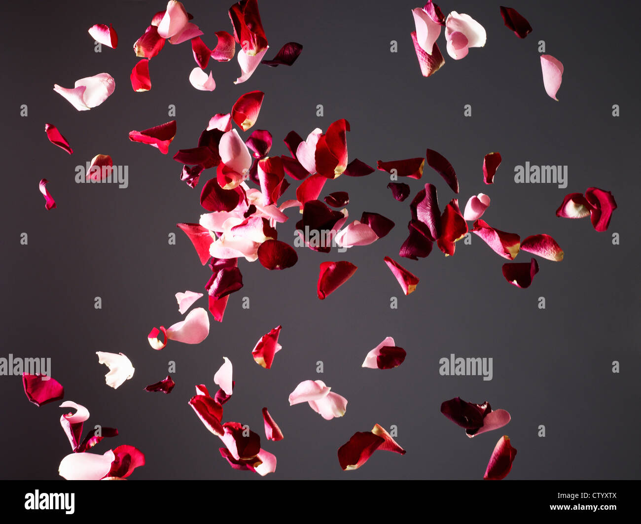 Colorful flower petals flying in air Stock Photo, Royalty Free Image 49786266 Alamy