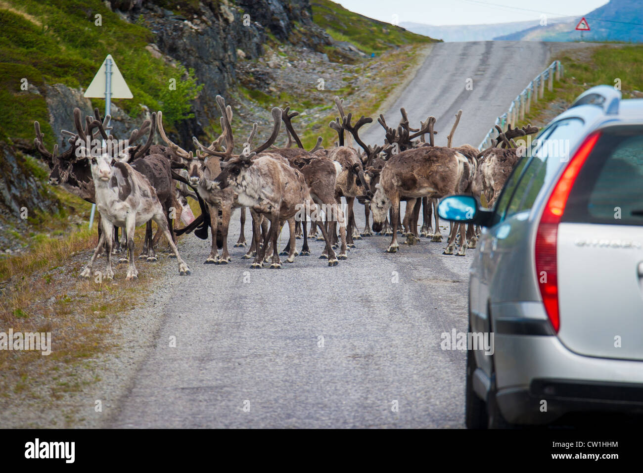 Reindeer blocking the road Stock Photo, Royalty Free Image 49822912