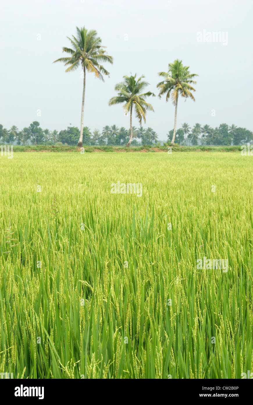 Paddy Field In Kerala With Coconut Trees In The Background Stock
