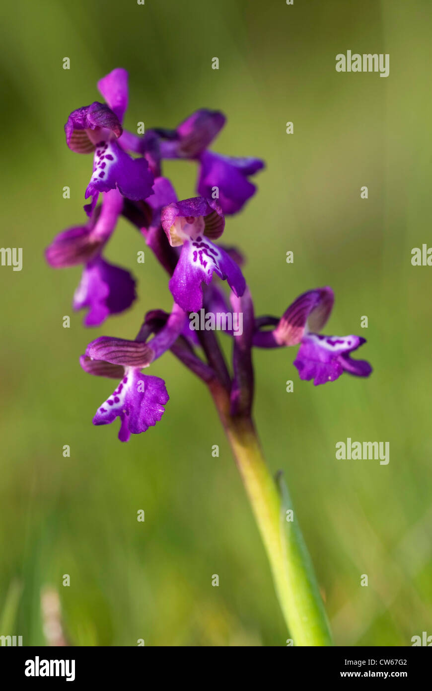 Early Purple Orchid Orchis Mascula Inflorescence Spain Burgos