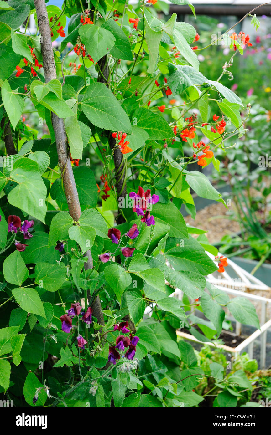 Sweet peas and runner beans growing up hazel wigwam Stock Photo