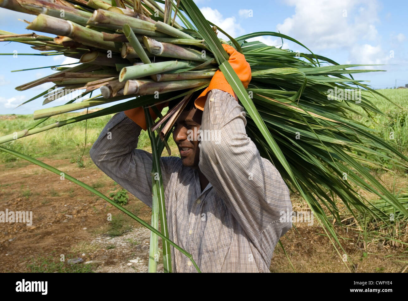 Sugar cane harvesting in Mauritius Stock Photo, Royalty Free Image