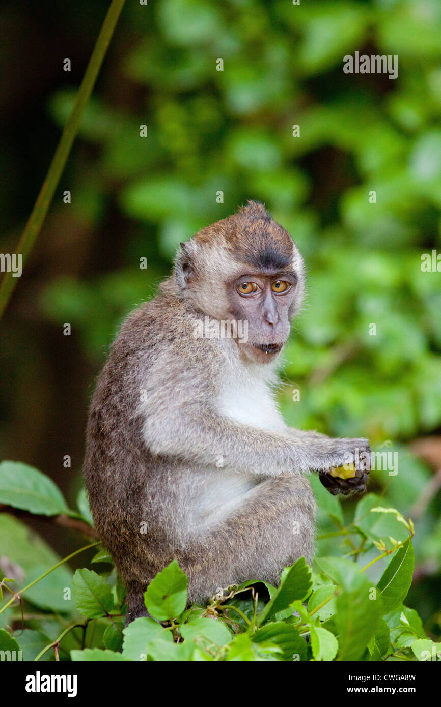 Long Tailed Macaque Crab Eating Macaque Macaca Fascicularis Sitting