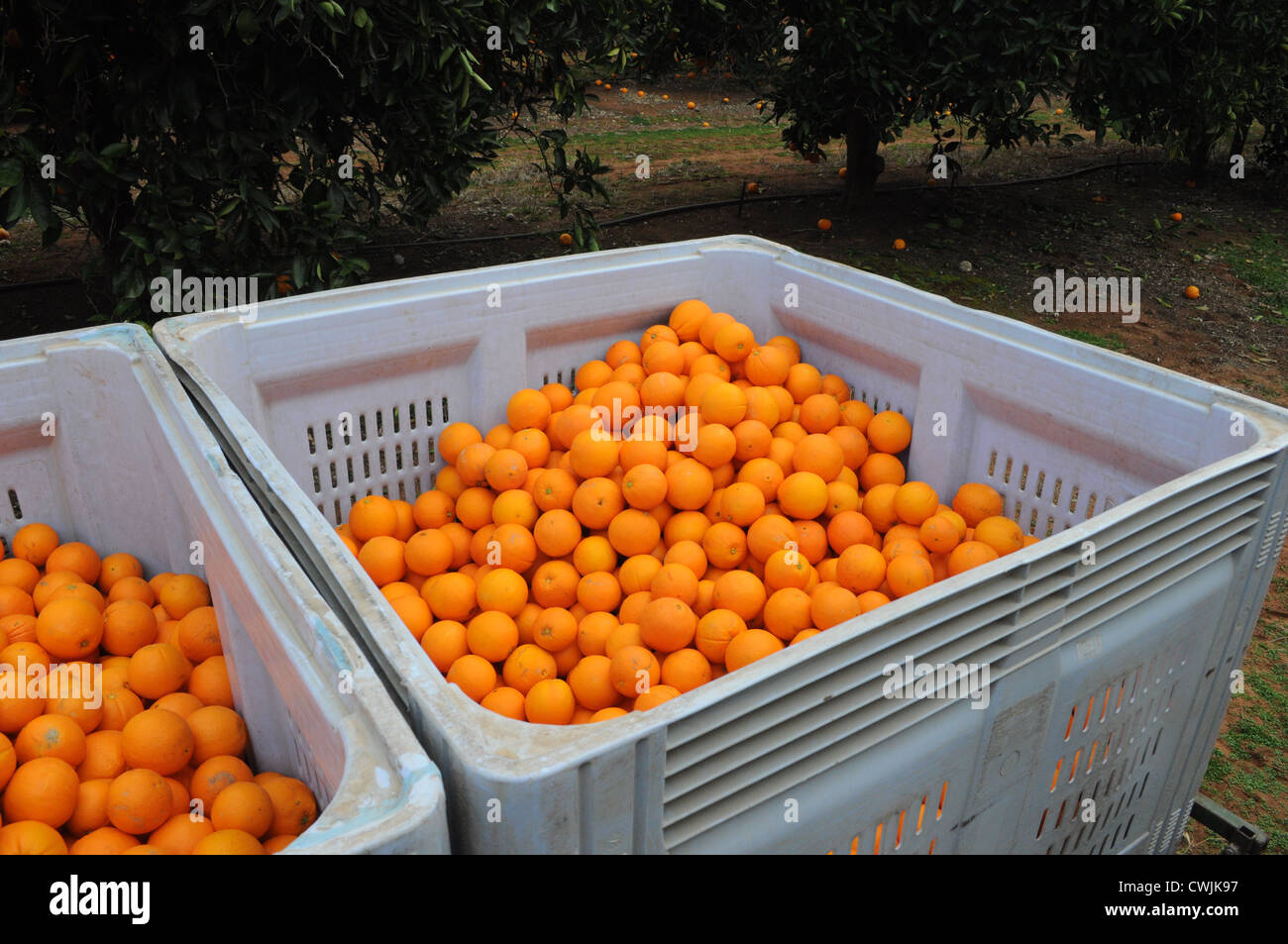 Half Full Bins Of Freshly Picked Oranges Stock Photo Alamy