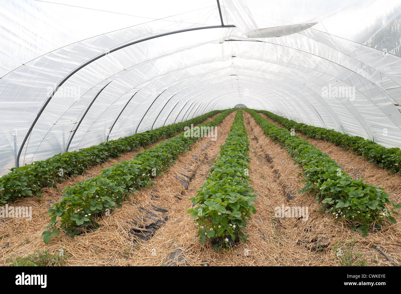 Early Crop Of Strawberries Being Grown Inside Polytunnel Protected