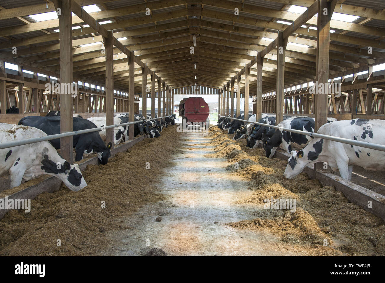 Domestic Cattle, Holstein cows, dairy herd feeding in wooden cubicle