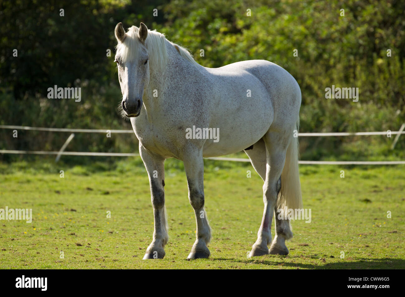the summer of beautiful white horse Quizlet provides ballad white horse activities, flashcards and games start learning today for free the summer of the beautiful white horse pious descendent. the summer of beautiful white horse Quizlet provides ballad white horse activities, flashcards and games start learning today for free the summer of the beautiful white horse pious descendent.