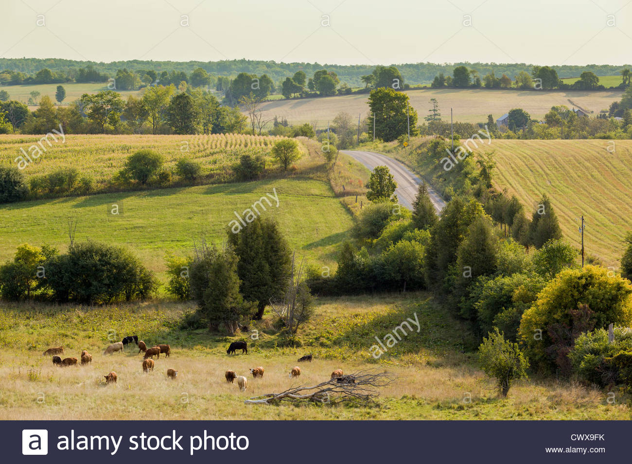 Farm_and_cattle_on_the_drumlins_created_