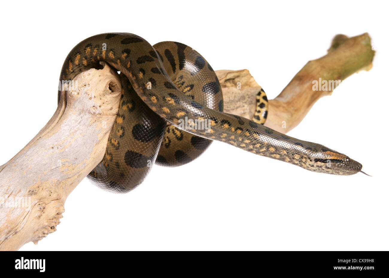 Adult Anaconda 96