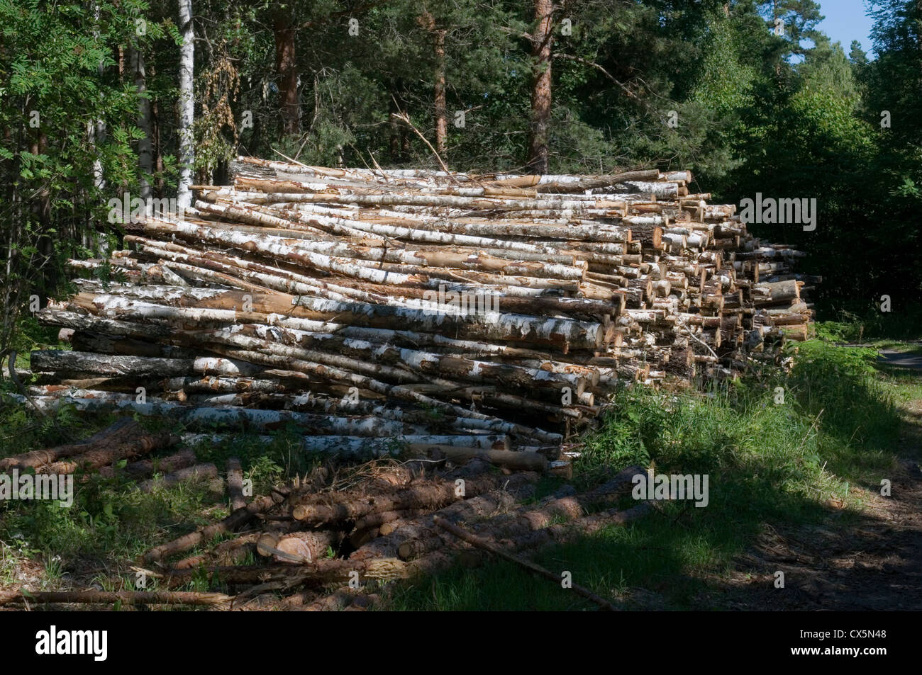 birch log logs trees logging timber industry sweden swedish lumber