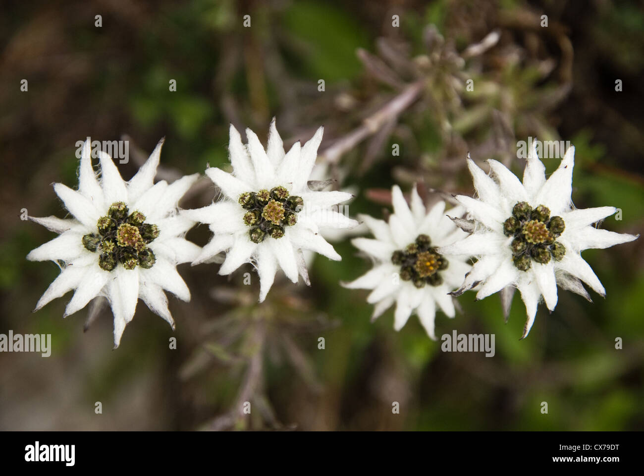 Leontopodium jacotianum (Himalayan Edelweiss) grows at about 3900 m