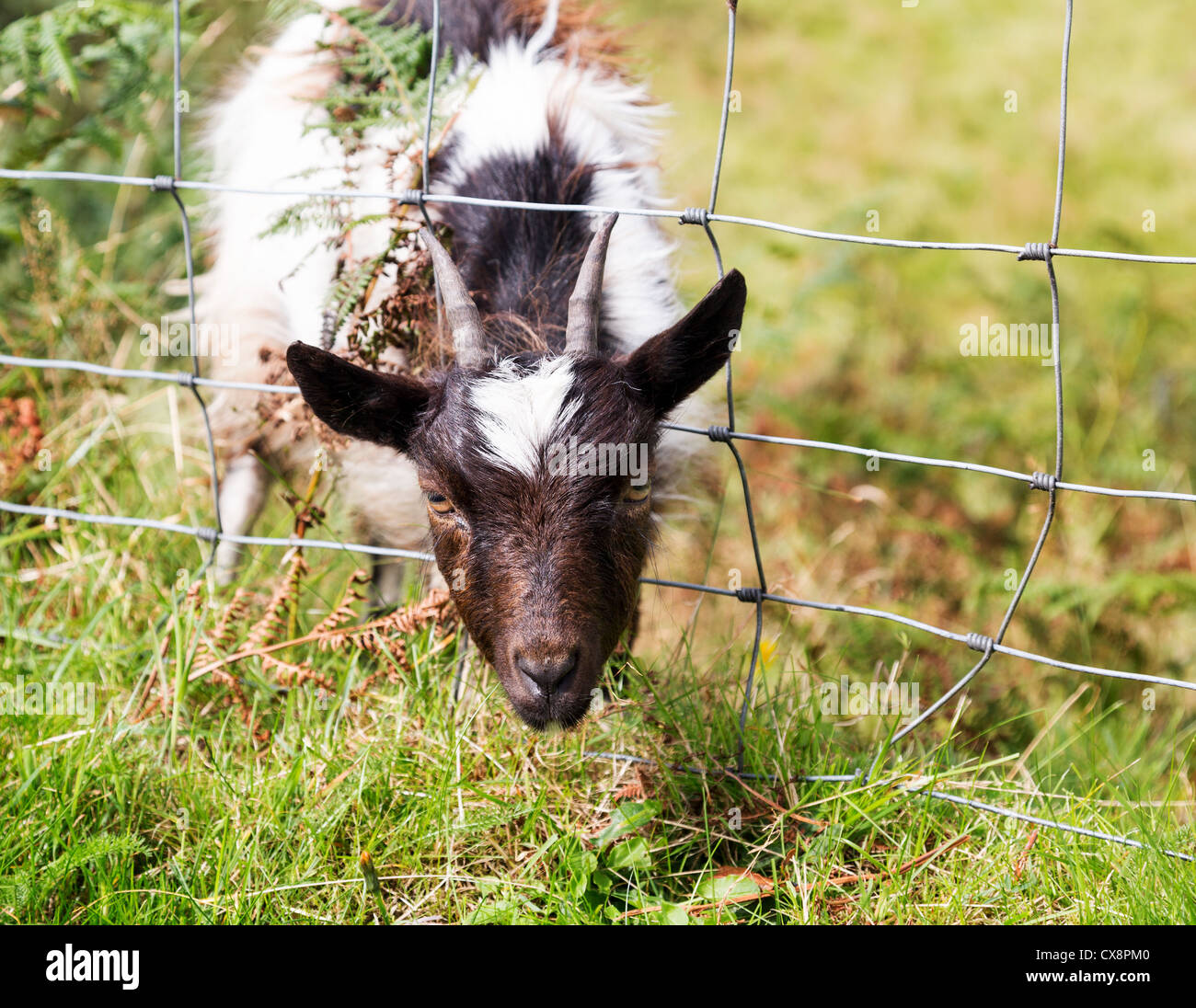 Sheep And Goat Farm Hi Res Stock Photography And Images Alamy