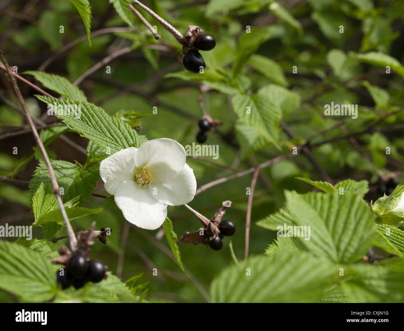 Black Jetbead (Rhodotypos scandens Stock Photo, Royalty Free Image ...