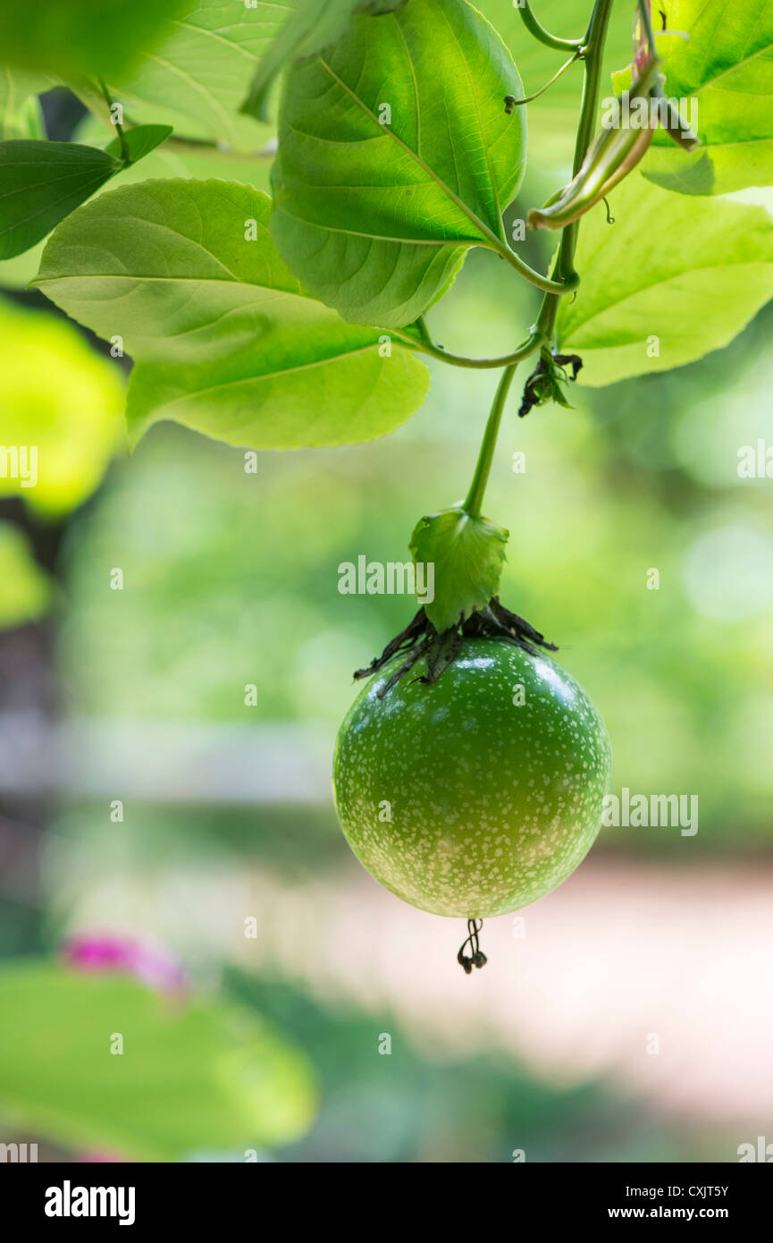 Passiflora Edulis Hi Res Stock Photography And Images Alamy