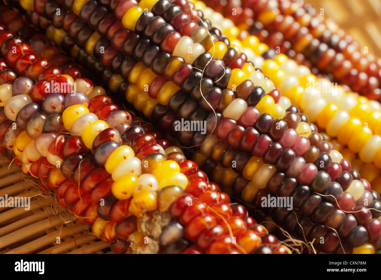 Dried Multicolor Corn, Sometimes called "Indian Corn Stock Photo