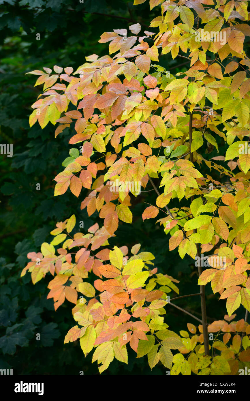 Yellow_leaves_of_an_Ash_tree_against_dar