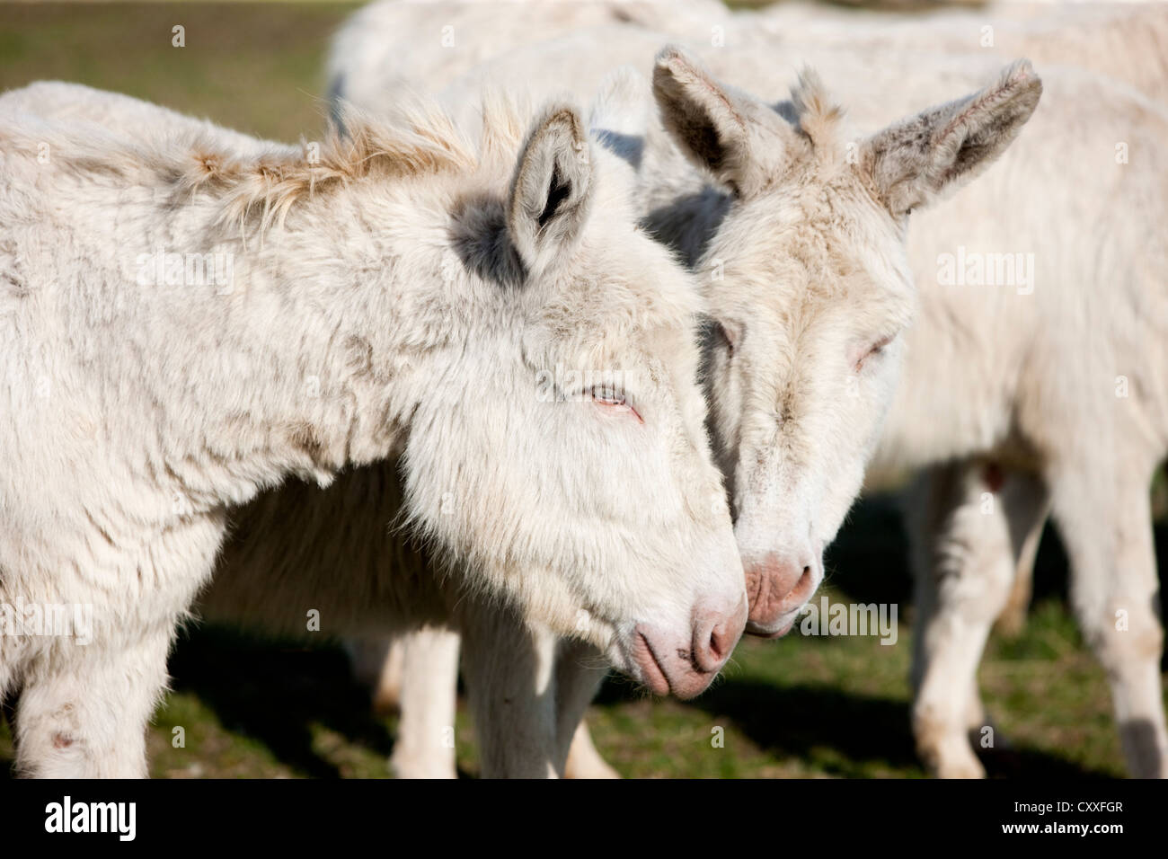 White Donkeys Sniffing Each Other, Lake Neusiedl National Park Stock