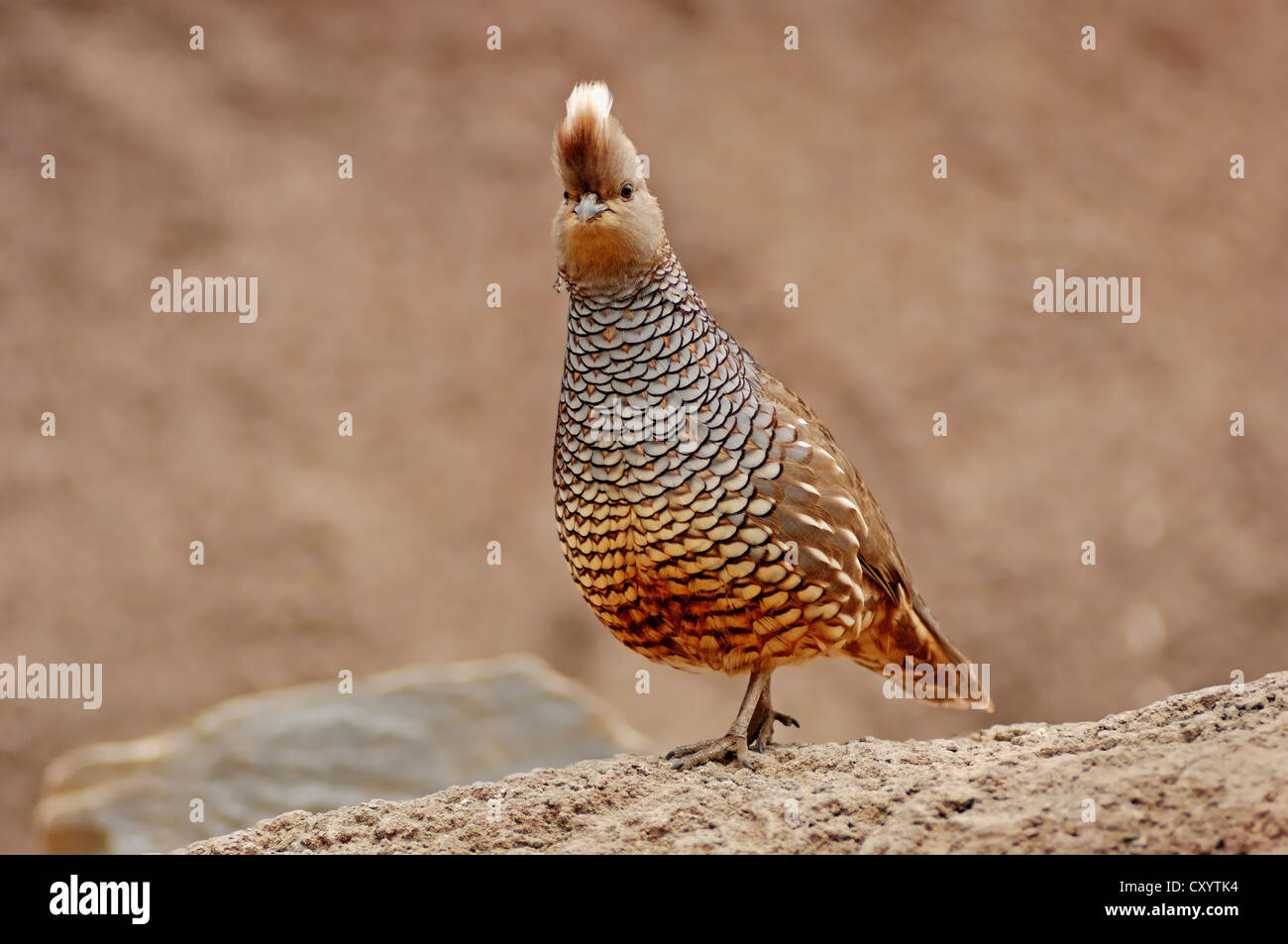 scaled quail callipepla squamata found in north america scaled quail callipepla squamata found in north america