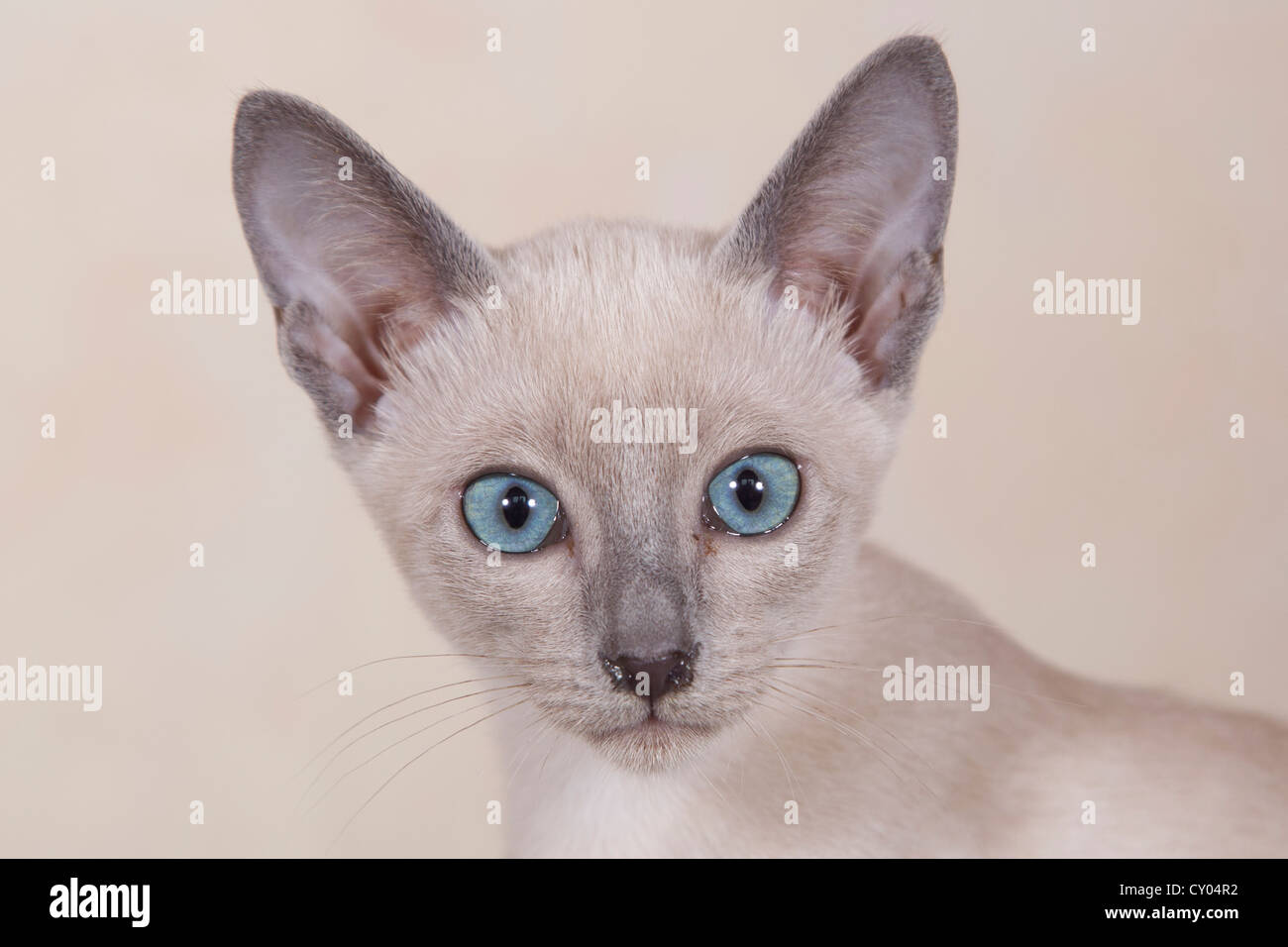 Tonkinese cat breed, kitten Stock Photo, Royalty Free Image ... Tonkinese cat breed, kitten Stock Photo, Royalty Free Image ...