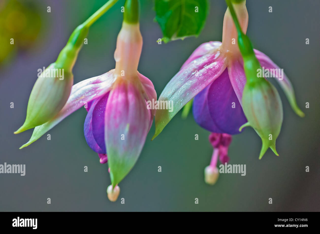 Raindrops On Flowers Raindrops On Flowers