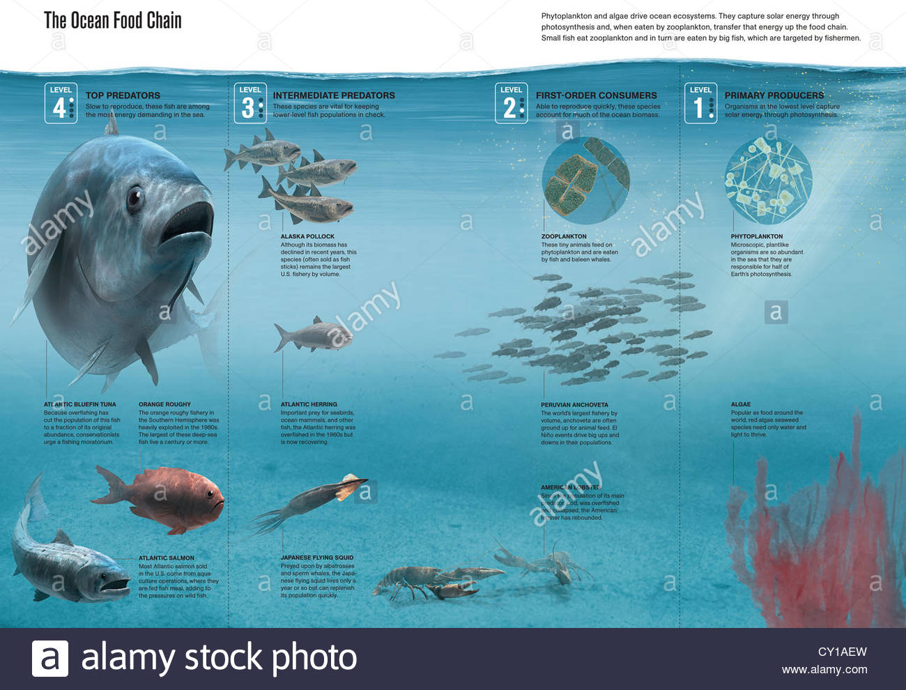 The ocean food chain; predators, consumers and producers Stock Photo ... Biology Diagrams